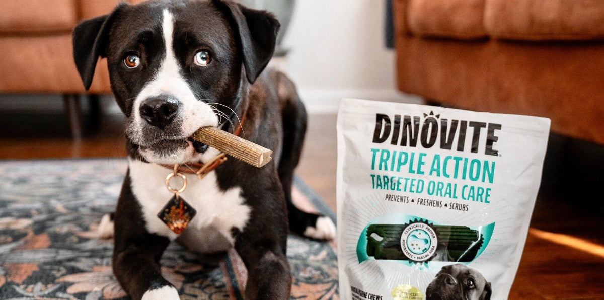 What are Dinovite Dental Chews for Dogs?