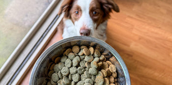 How to Use Dinovite Dental Powder for Dogs