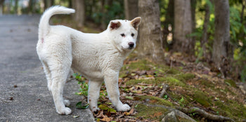 white dog walking in the woods