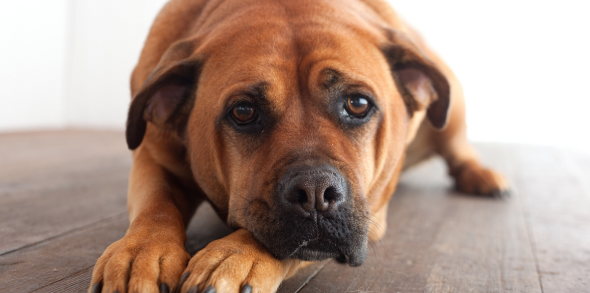 brown dog with black nose on the floor