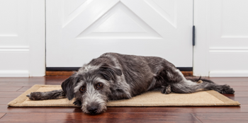 Anxiety in Dogs: Causes and Solutions