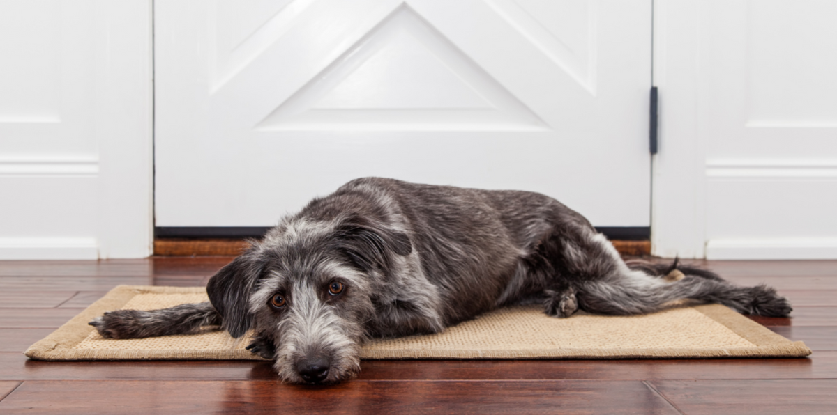 gray dog on carpet looking anxious