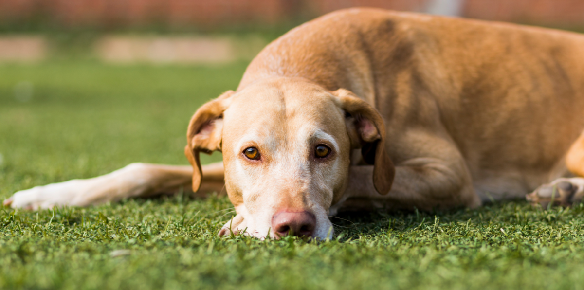 sad dog with upset stomach