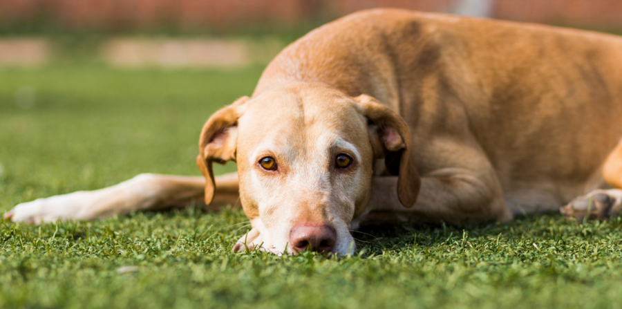 Causes of Dog Diarrhea & Upset Stomach