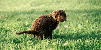 What Supplement Helps Dogs with Diarrhea?