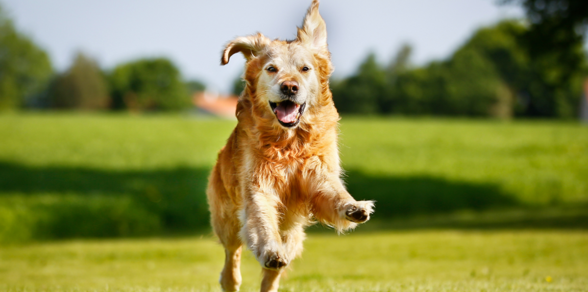 senior dog running in the grass freely