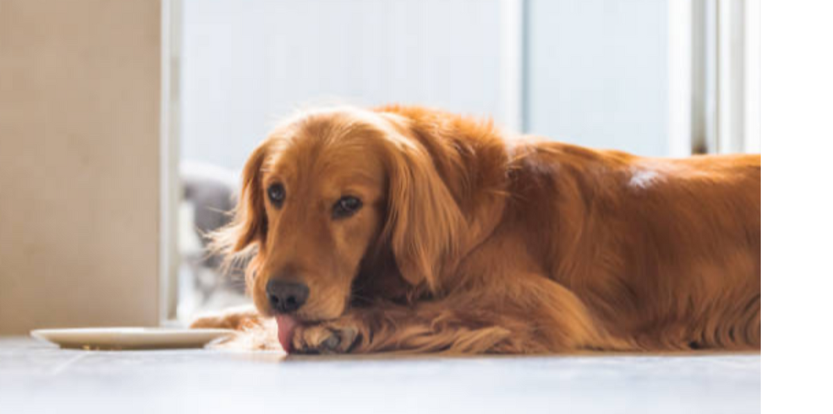 retriever dog licking its paws
