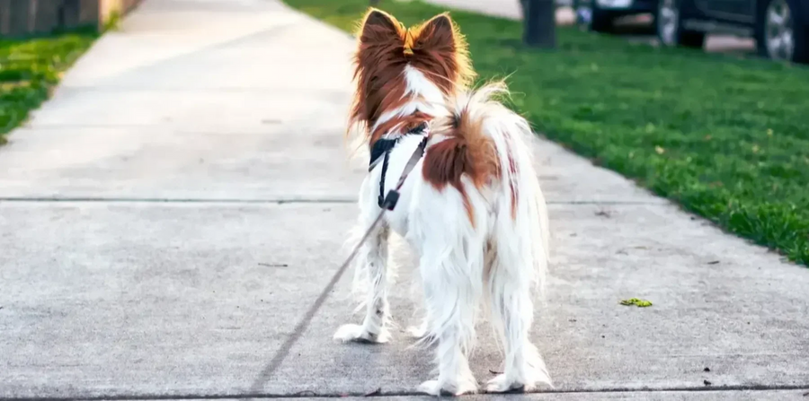papillon dog on leash going for a walk