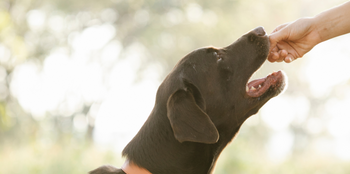 Easy Homemade Healthy Pet Treats