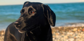black dog on the beach with a shiny soft coat