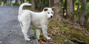 Best Safe Supplements for Dogs With Allergies: 2026 Guide