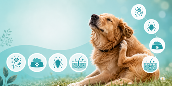 The Ultimate Guide to Allergies in Dogs