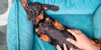 scratching belly of beautiful dachshund