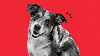 When to Use Supplements vs. Changing Your Dog's Diet for Itchy Skin
