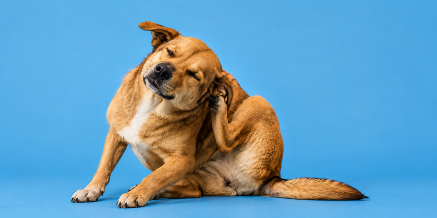 dog itchy skin on blue background