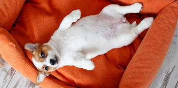 dog showing its stomach
