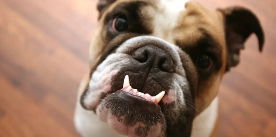 bull Dog with Gas