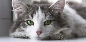 gray and white cat with green eyes