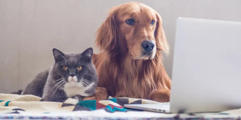 dog and cat using a computer