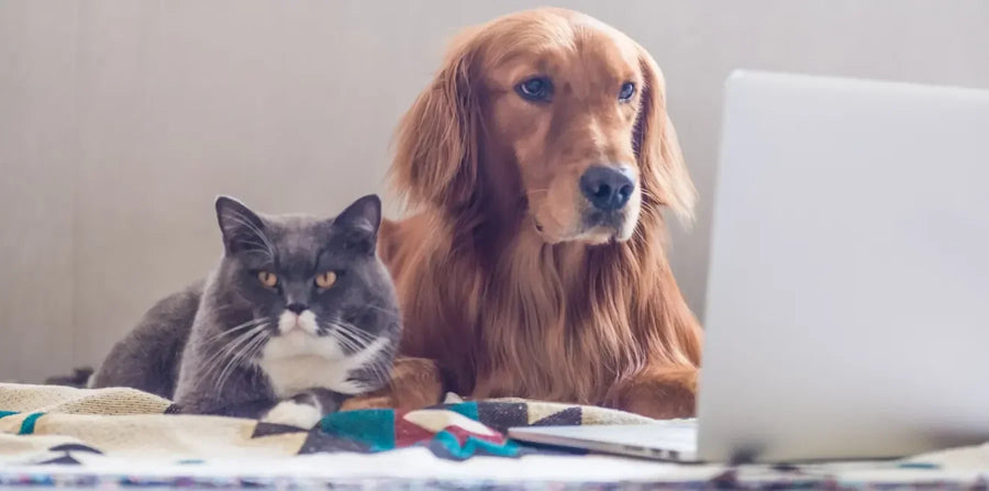 dog and cat using a computer