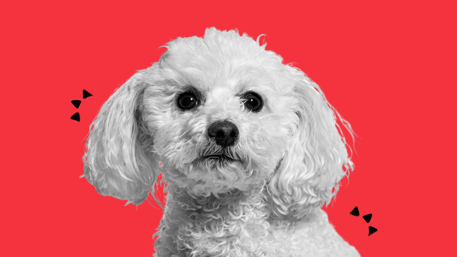 small white dog with curly hair