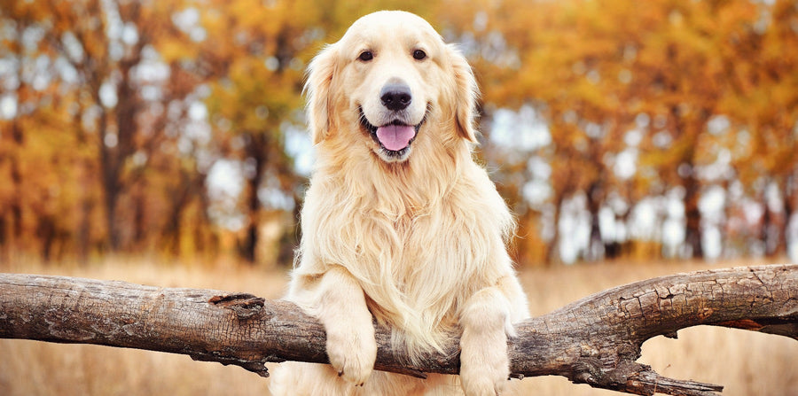 golden retriever in the fall