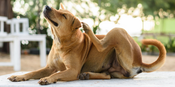 Does Your Dog Have a Flea Allergy?
