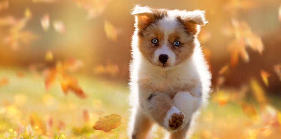 6 Autumn Activities To Do With Your Dog
