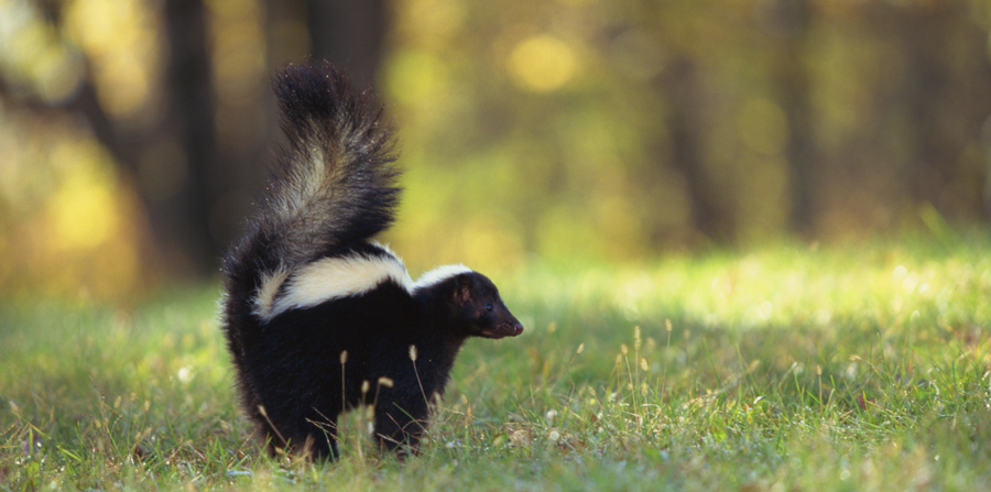 Skunk Smell: Get Rid of It Fast!