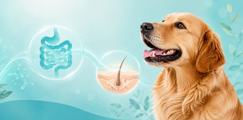 golden retriever on blue background exploring the Gut-Skin Connection in Dogs