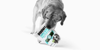 black and white dog with dinovite dental chews