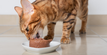 cat eating homemade turkey mousse 