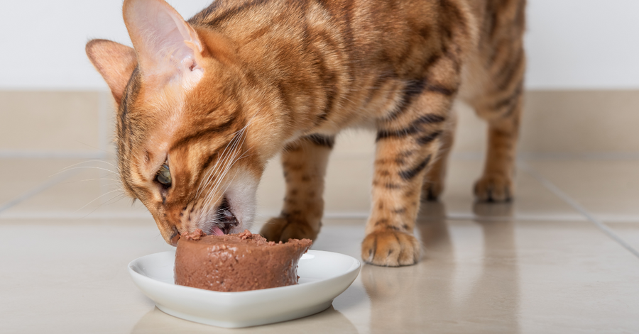 cat eating homemade turkey mousse 