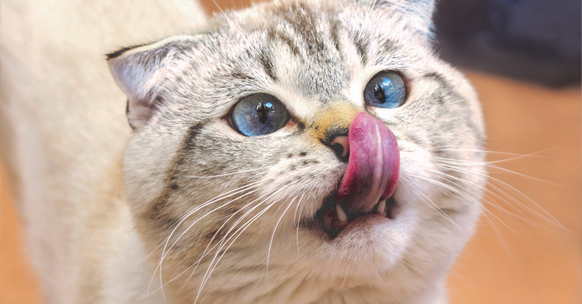 cat licking treat off nose