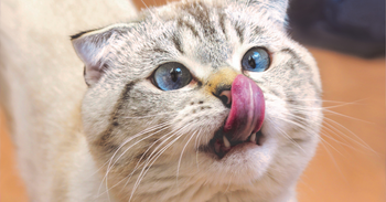 cat licking treat off nose