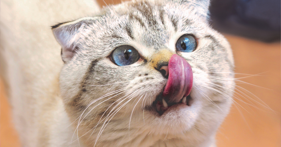 cat licking treat off nose