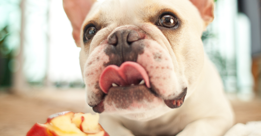 french bulldog with apple