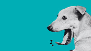 How To Keep Your Dog's Teeth and Gums Healthy at Home