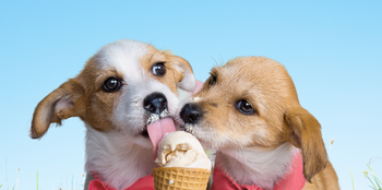 Ice Cream Recipes for your Dog