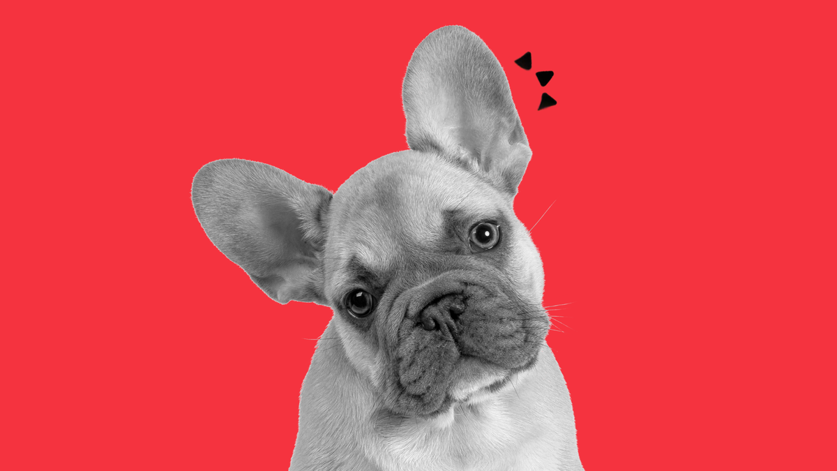 dinovite ingredients for dog gut health