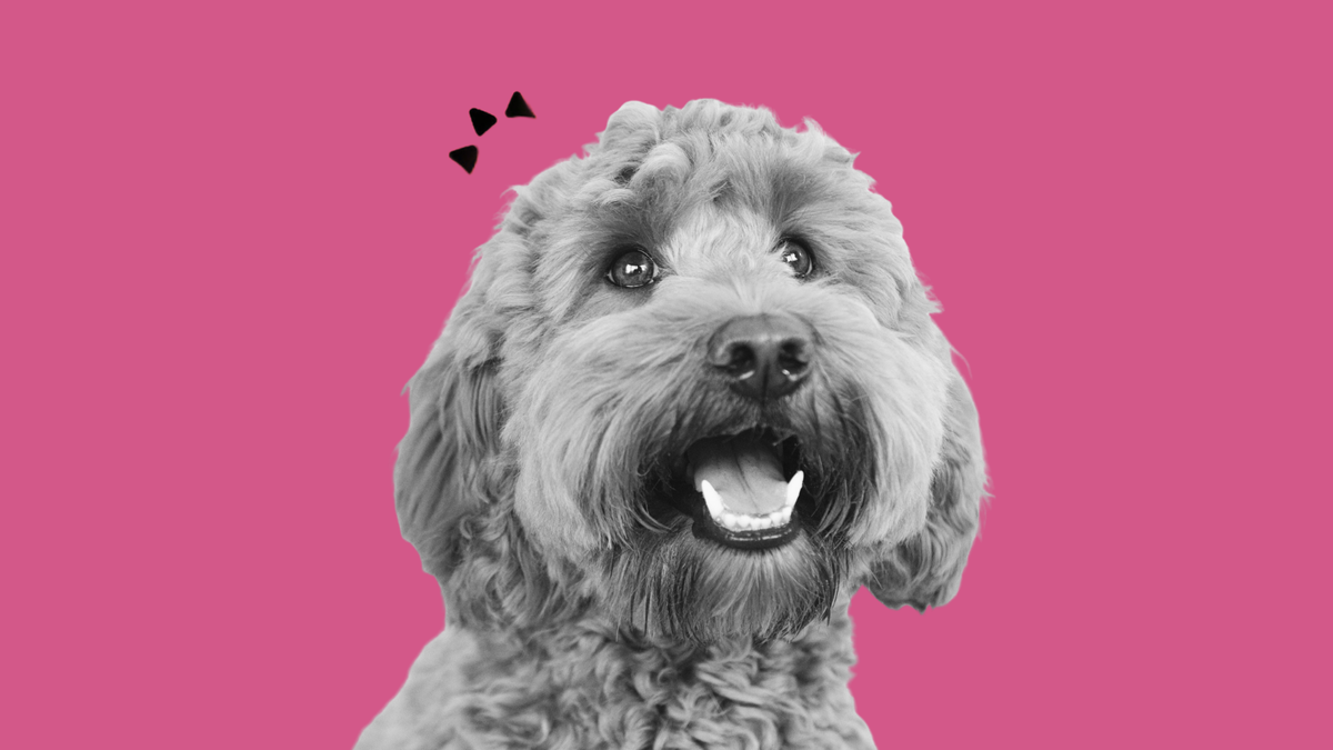dinovite ingredients for skin allergies in dogs