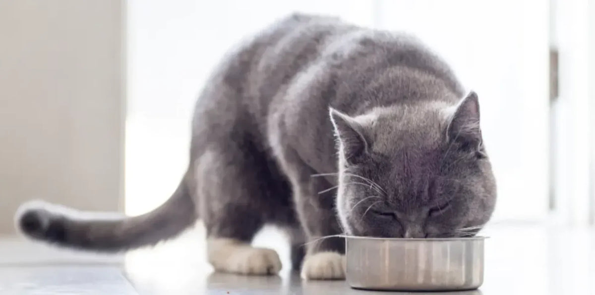 gray cat eating out of metal food bowl