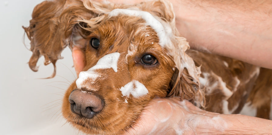 How to Bathe a Dog