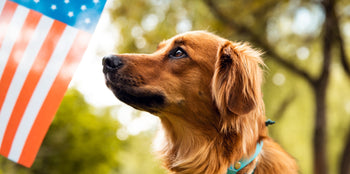 dog with american flag