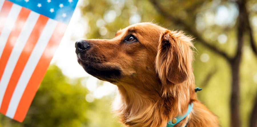 dog with american flag