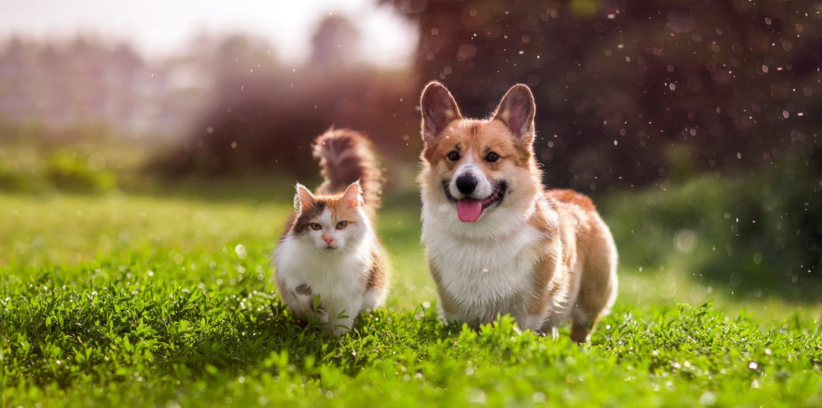 dog and cat running in the grass