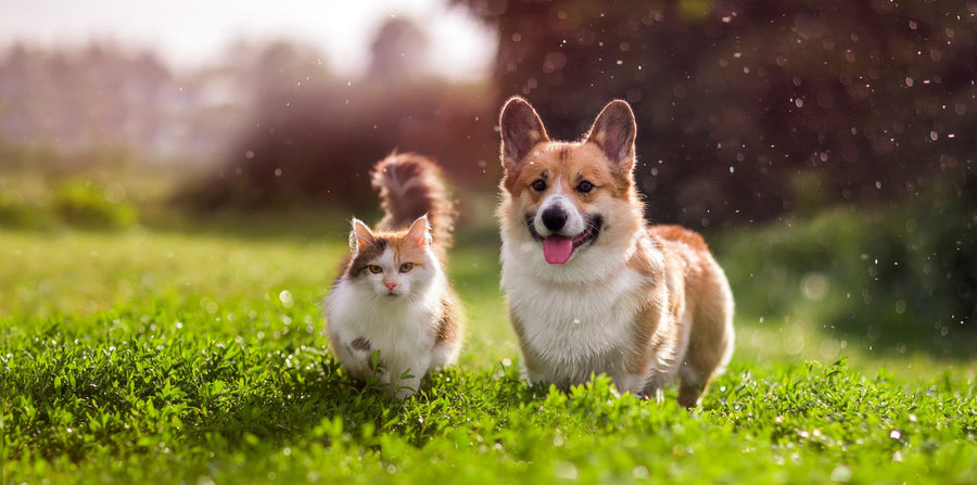 dog and cat running in the grass
