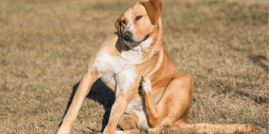 The Itch Factor: Why Dogs Scratch and What It Means