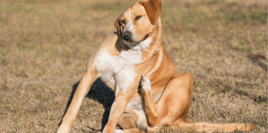 large tan dog itching in the grass