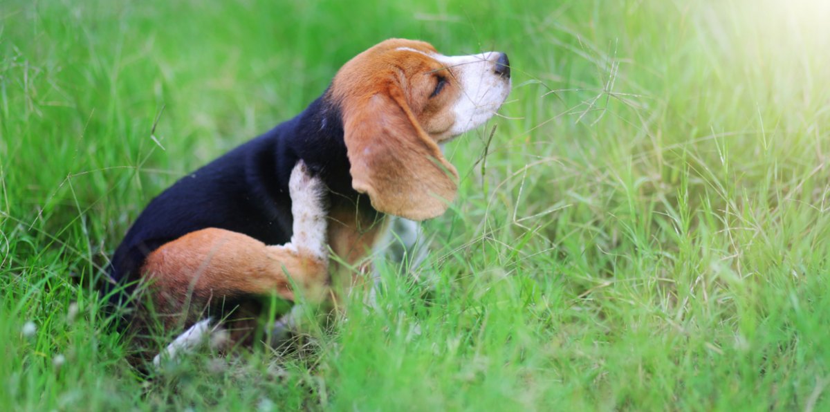 beagle itching ear in grass